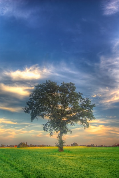 Baum auf einem Gebiet