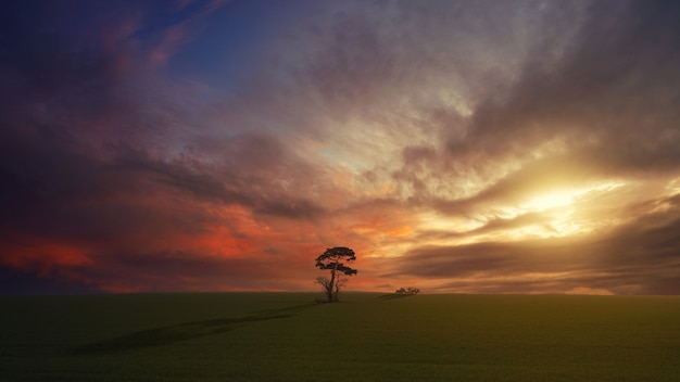 Baum auf grünem Feld während der goldenen Stunde