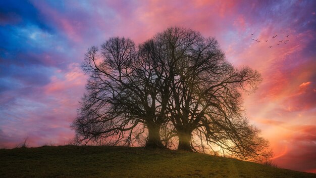 Baum auf grünem Grasfeld während des Sonnenuntergangs