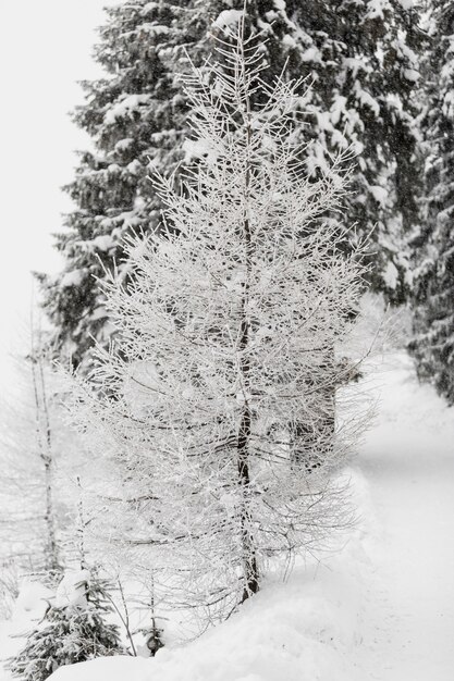 Baum bedeckt mit Hoar im Wald