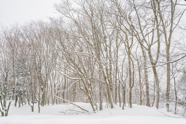 Baum bedeckt mit Schnee auf Winter Sturm Tag in Wald Berge