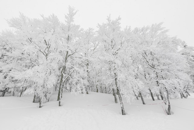 Baum bedeckt mit Schnee auf Winter Sturm Tag in Wald Berge