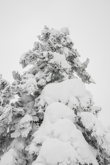 Baum bedeckt mit Schnee auf Winter Sturm Tag in Wald Berge