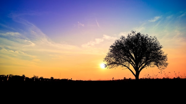 Kostenloses Foto baum im feld