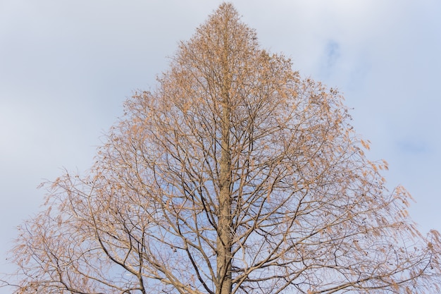 Baum in einem Park