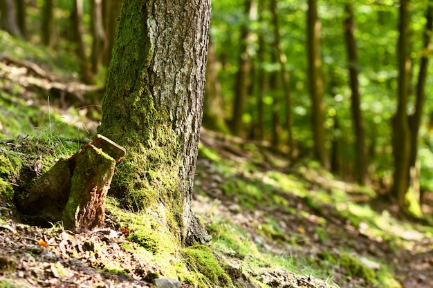 Kostenloses Foto baum in einem wald