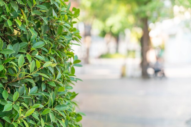 Baum mit unscharfen Hintergrund