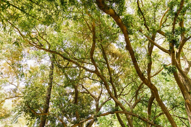 Baum mit Zweigen und Blättern gegen den Himmel