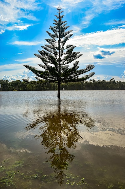 Baum mitten in einem See