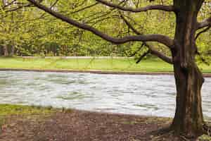 Kostenloses Foto baum steht am fluss