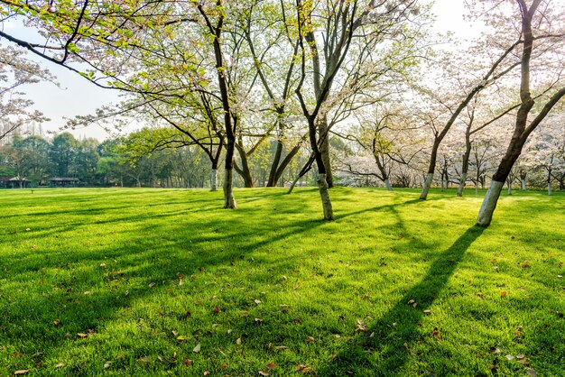 Baum und Rasen