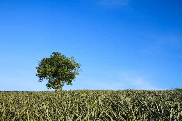 Baum Weide Gartenpark lone