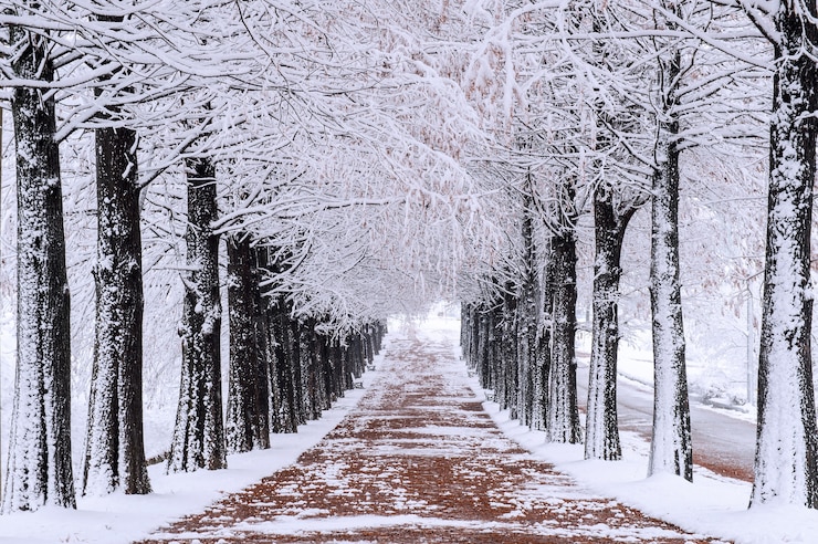 Kostenlose Foto baumreihe im winter mit fallendem schnee