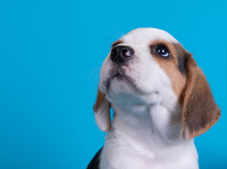 Kostenlose Foto beagle-hündchen schauen nach oben