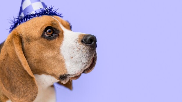 Beagle mit Geburtstagshut in der Farbe des Jahres 2022