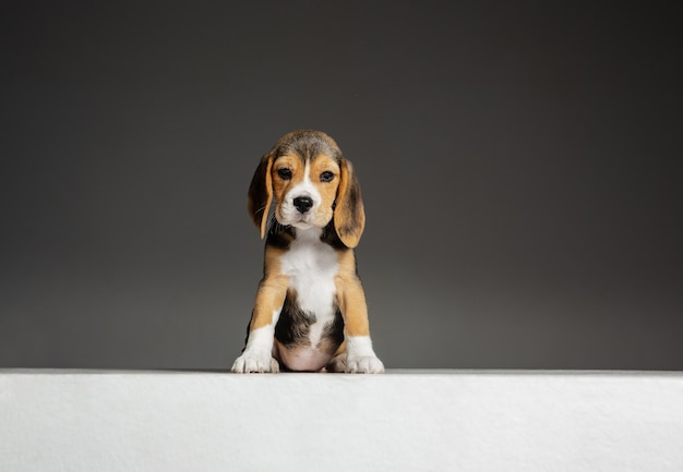 Beagle Tricolor Welpe posiert. Nettes weiß-braun-schwarzes Hündchen oder Haustier spielt auf grauer Wand. Sieht aufmerksam und verspielt aus. Konzept von Bewegung, Bewegung, Aktion. Negativer Raum.