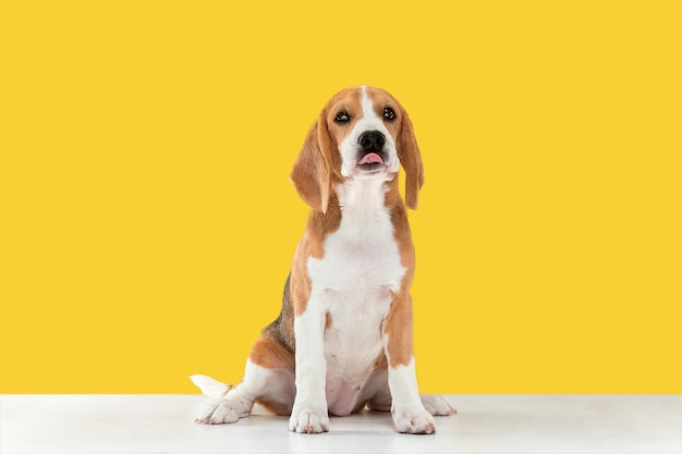 Beagle Tricolor Welpe posiert