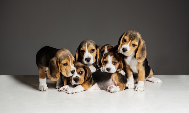 Kostenloses Foto beagle tricolor welpen posieren. niedliche weiß-braun-schwarze hündchen oder haustiere, die auf grauer wand spielen. schauen sie aufmerksam und verspielt aus. konzept von bewegung, bewegung, aktion. negativer raum.