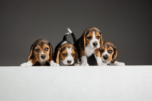 Beagle Tricolor Welpen posieren. Süße weiß-braun-schwarze Hündchen oder Haustiere, die auf grauem Hintergrund spielen.