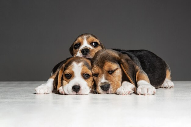 Beagle Tricolor Welpen posieren. Süße weiß-braun-schwarze Hündchen oder Haustiere, die auf grauer Wand spielen. Sehen Sie aufmerksam und verspielt aus. Konzept der Bewegung, Bewegung, Aktion. Negativer Raum.