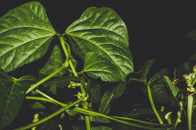 Beanstalk verlässt nachts