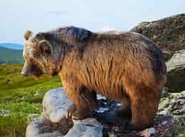 Kostenloses Foto bear auf stein im wildness-bereich
