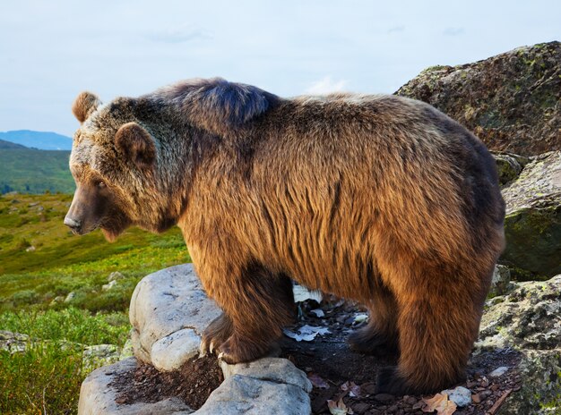 Bear auf Stein im Wildness-Bereich