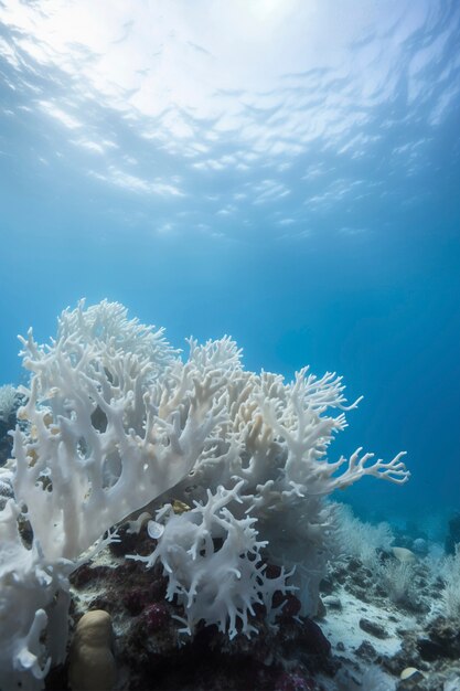 Bedrohung durch Korallenbleichung Seeleben