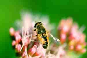 Kostenloses Foto bee schließen