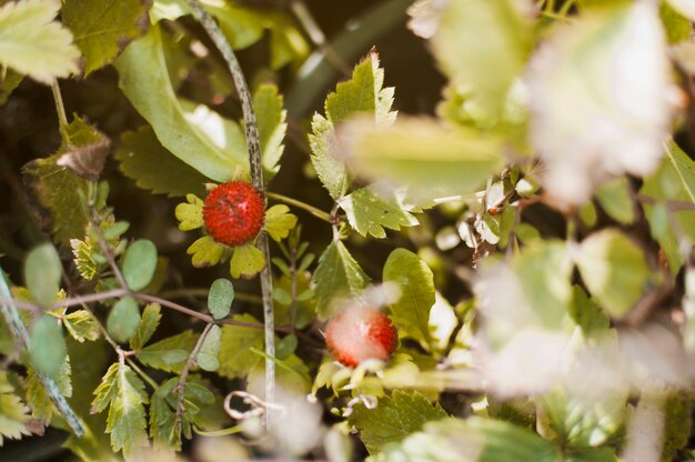 Beeren und Blätter