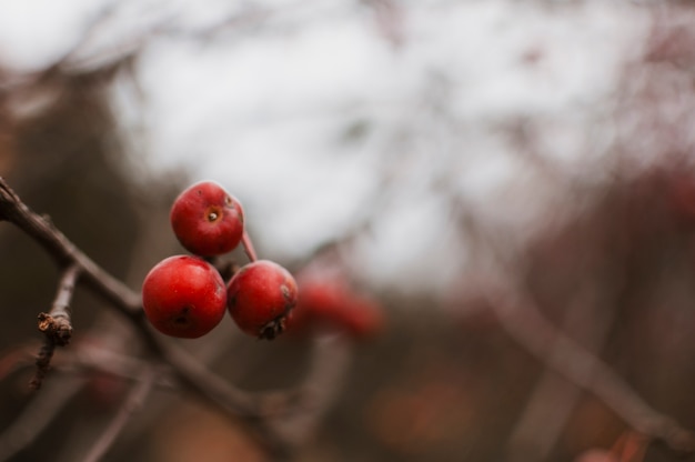 Kostenloses Foto beeren