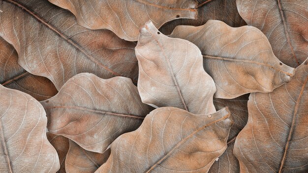 Beige getrocknetes Blattmuster und Tapete