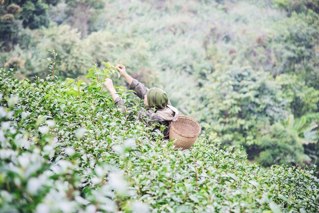 Bemannen Sie Ernte / frische frische Teeblätter am hohen Landteefeld in Chiang Mai Thailand