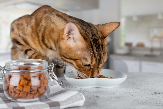 Bengalkatze isst eine leckerei von einem teller auf dem tisch.
