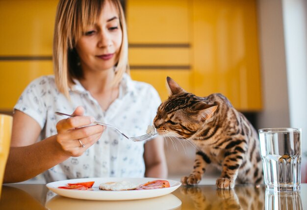 Bengalkatze schmeckt Frühstück von der Gabel der Frau