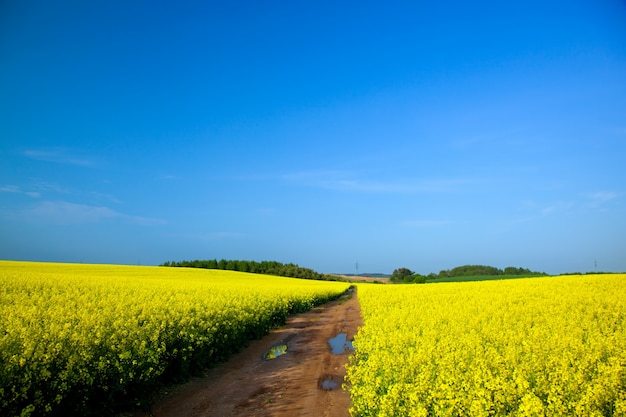 Bereich der gelben Blüten