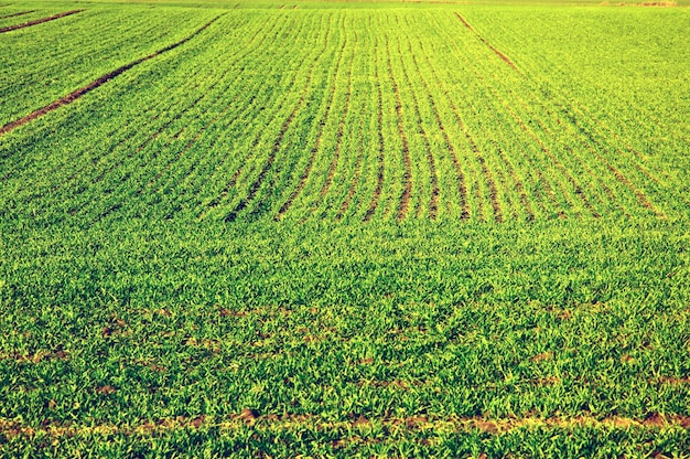 Bereich der grünen Ernte