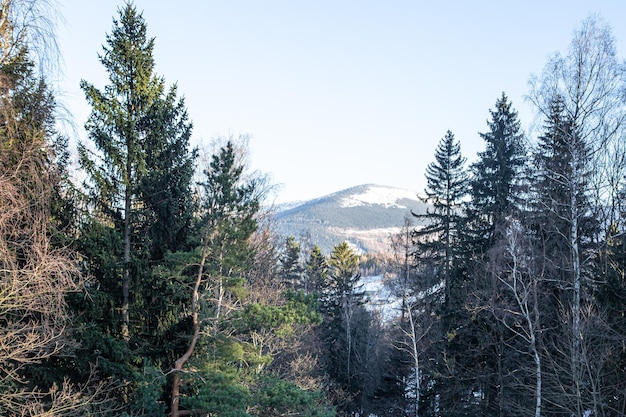 Berg im Schnee unter dem Nadelwald