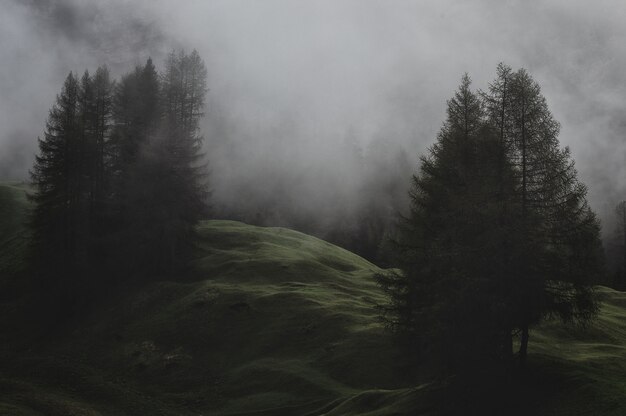 Berg mit Kiefern bedeckt mit Nebel