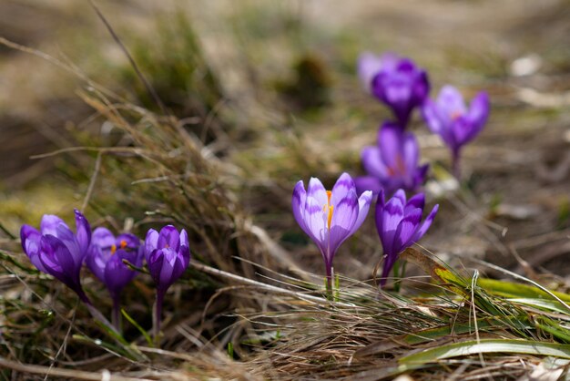 Kostenlos Foto Krokus Schwertliliengewaechs