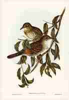 Kostenloses Foto bergdrossel (oreocincla lunulata) illustriert von elizabeth gould