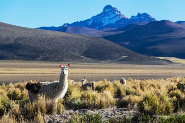 Berge in Bolivien