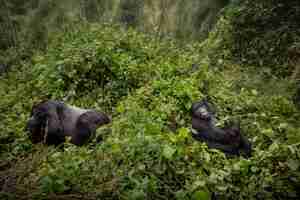 Kostenloses Foto berggorillas gorilla beringei beringei