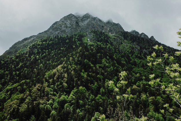 Berglandschaft mit grünen Bäumen