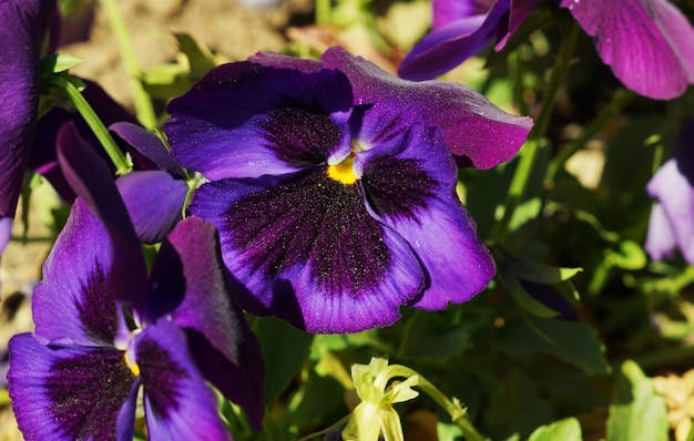 Überkopfaufnahme der purpurnen Stiefmütterchenblume während eines sonnigen Tages