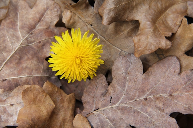 Überkopfaufnahme einer gelben Blume, die durch trockene Blätter umgeben ist