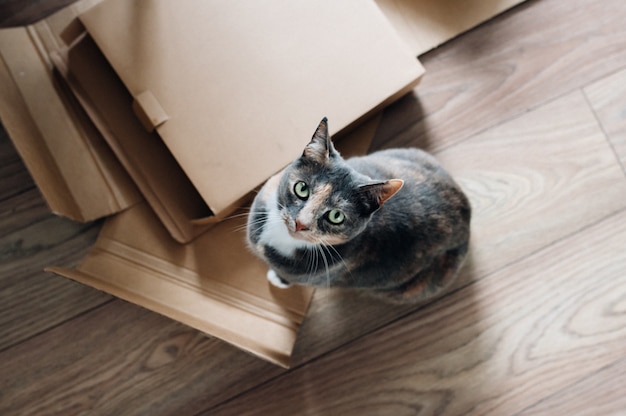 Überkopfaufnahme einer niedlichen Hauskatze, die oben schaut und neben Holzbrettern und -kästen sitzt