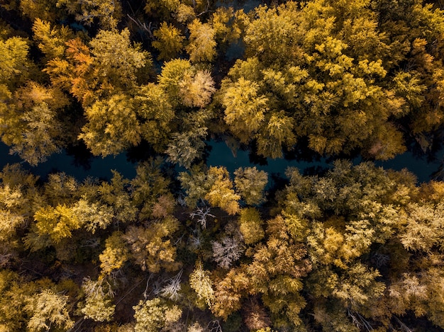 Überkopfaufnahme eines Flusses inmitten von braunen und gelbblättrigen Bäumen