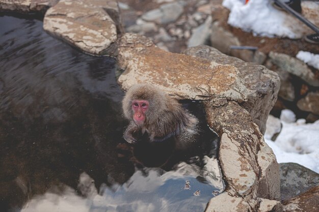 Überkopfaufnahme eines Makakenaffen im Wasser beim Betrachten der Kamera