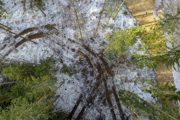 Überkopfaufnahme eines Waldes voller grüner Bäume, die mit Schnee bedeckt sind